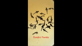 Dumbo Panda Guppy Fish