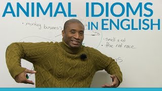 Animal idioms and expressions in English