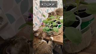 Чиназес 🤣 #рассада #кошка #скетчи #юмор #жиза #cat #shorts