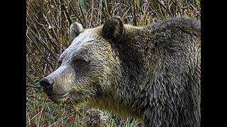 On October 26th, 2024, A Grizzly Attacked An Idaho Elk Hunter