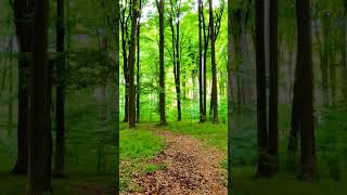 nature beautiful video #cutegarhwaliwhatsappstatus@Ytshort_sk