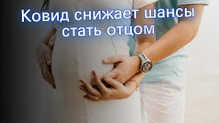 Ковид снижает шансы стать отцом