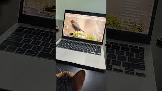 Si Belang tertipu monitor #kucinglucu #kucing #cat #catvideos