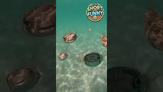 ��������  #funny #funnyvideos #fish