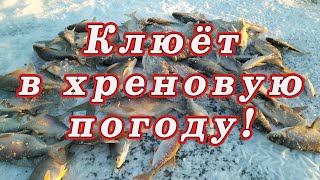 Вывод ТАКОЙ! Лещ клюет в ХРЕНОВУЮ погоду! Рыбалка с ночевкой!