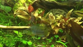 Apistogramma Borelli, part 1