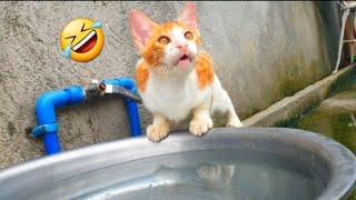 Try not to Laugh Challenge | Funniest Cats and Dogs Videos🤣2024