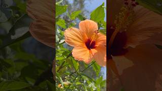 So lovely hibiscus flowers || Home Gardening | #flowers #youtubeshorts #shorts