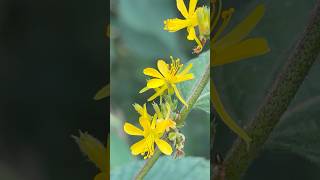 Triumfetta plant flowers || Home Gardening | #flowers #gardening #youtubeshorts #shorts