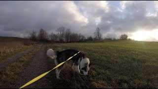 Take a walk with husky dog! Gopro Hero 5 Session 4K