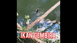 MANCING DI RAWA DI TENGAH HUTAN # tki BRUNEI