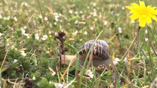 Snail on Upton Towans in Cornwall