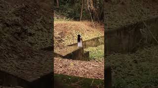 LA LLORONA EN EL BOSQUE