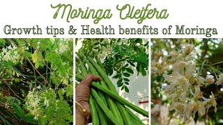 Why Everyone Should Grow Moringa | Moringa tree from our Garden | Moringa oleifera