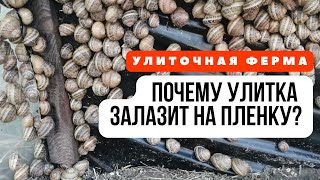 Почему их так много на плёнке? / #улиткаМаксима 2022/ Разведение улиток как бизнес/ Ферма улиток