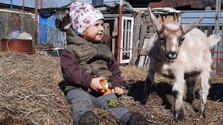 некроз кожного покрова у коз