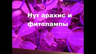 Нут и арахис  Посадка на сухом песке