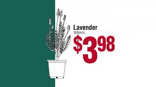 Bunnings Warehouse - Dulux Weathershield X10 & Lavender