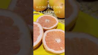 Grapefruit Season is Almost Here! Get Excited #shorts