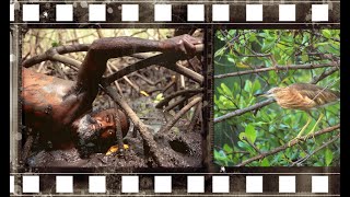 World Mangrove Day Photography Awards 2020