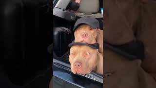 😎smart#dog 🐶#animals #animalslover #animalsshorts #short #shortsfeed #trending #viral #love #yt