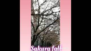 Best Sakura fall in world|Cherry blossom Fall|Sakura in Japan|Best Cherry Blossom in world|Sakura🥰