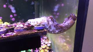 Dolabella Sea Hare Stretching Out