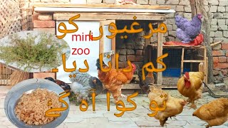 murgiyon ko Dana diya to kawy ah gya #henfarm #aseelhenfarm #minizoo #chicken #minizoopethoues