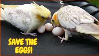 Cockatiels react to other bird's eggs (not fertile)