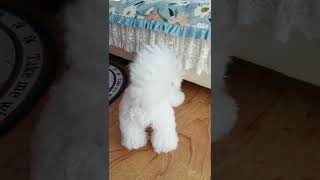 Cute dog#youtubeshorts #dogs #dog #pets #pet