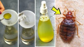 Make this homemade bed bug spray directly from your kitchen to get rid of bed bugs in one day