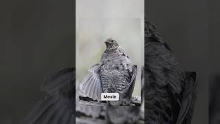 Suara Burung Mirip Suara Mesin Saat Dihidupkan #shorts #Burung #Mesin