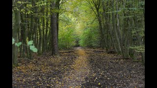 Waldbaden: Die heilende Kraft der Natur für Körper und Geist