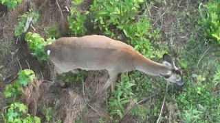 I See Antlers...Whitetail Bucks!  DJI Mavic 3 Thermal Drone