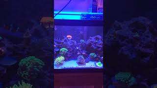 Reef Aquarium Budget 20 Gallon Long Mixed