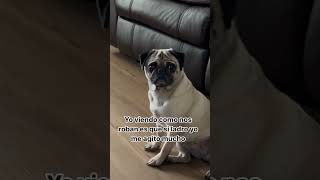 Pug no ladro porque me agito mucho #pugspugspugs #mascotasfelices #dog #bajapug #humor