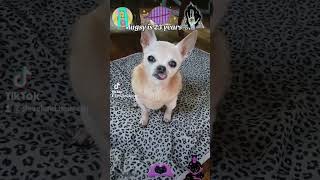 MUGSY 23 Year Old Rescue Chihuahua Dog #shortvideo #short #shorts #shortvideo