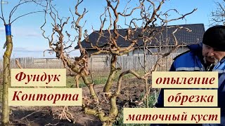 Конторта краснолистная: обрезка, опыление