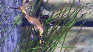 Leafy seadragon2