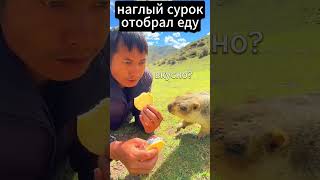 Сурок отбирает еду