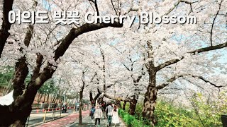 벚꽃이 만개한 여의도 봄꽃축제 | Seoul Yeouido Spring Flower Festival with Cherry Blossoms in Full Bloom | 4K ASMR