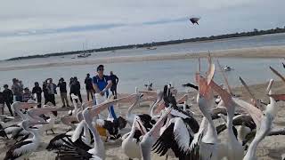 Pelican Feeding At Larador Gold Coast Australia