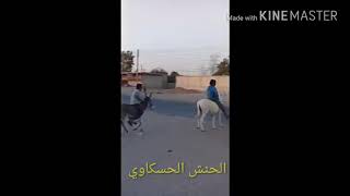 نحنا. سباع هههههههههه:) يلا تانحرر سورية