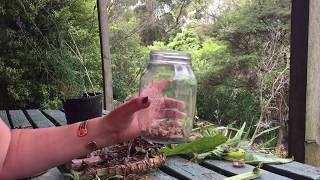 Making a Tincture with Pūhā | Indigenous Plant Medicine