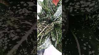 #aglaonema costatum#shorts #pot നിറഞ്ഞ് വളരുന്ന  ഉയരം വെക്കാത്ത ഗ്രീൻ വെറ്ററ്റി Aglaoni ma