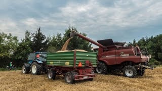 Żniwa 2017 |Case IH Axial Flow & New Holland|