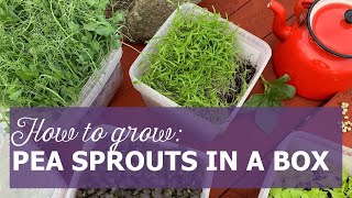 How to grow pea sprouts in a box