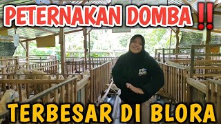 PETERNAKAN DOMBA TERBESAR DI BLORA‼️