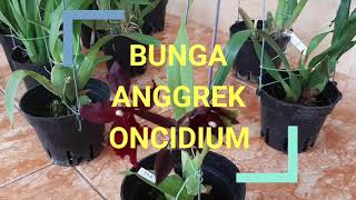 BUNGA ANGGREK ONCIDIUM