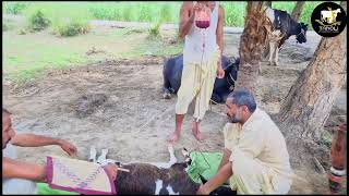 Blood Transfusion in Animals | Babesiosis | Tanoli Veterinary Clinic